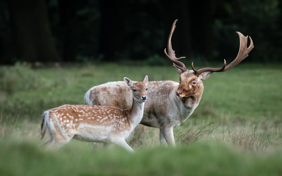 A male fallow deer (buck) and a female (doe). © Alan Tunnicliffe Photography/Getty