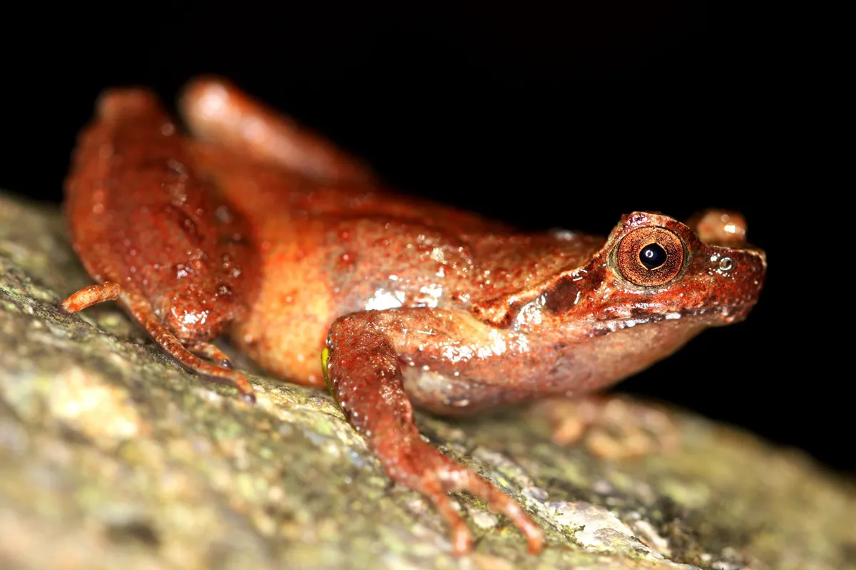 Fansipan horned frog adult. © Benjamin Tapley/ZSL