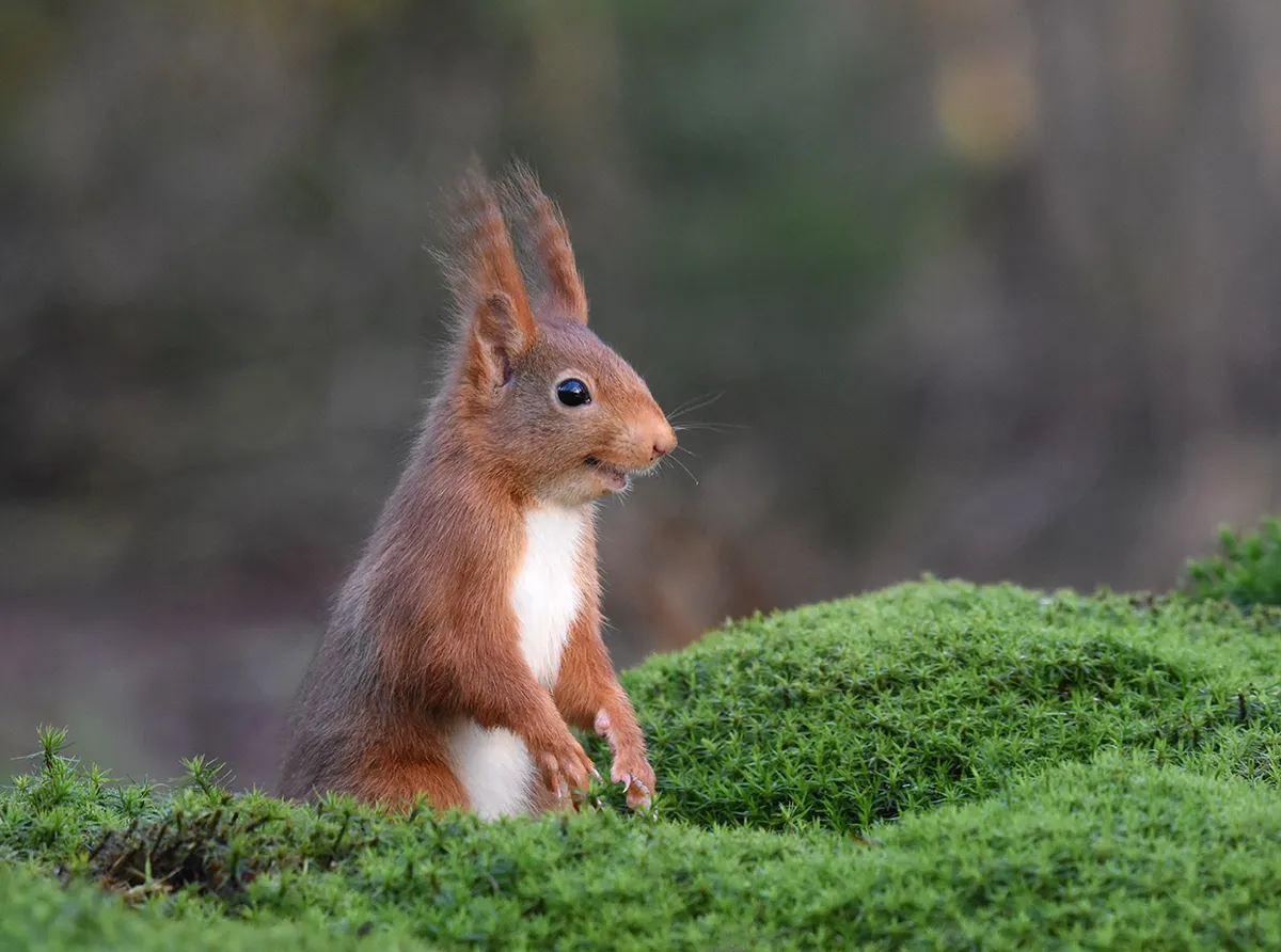 The inside joke: red squirrel in Espelo, the Netherlands. © Femke van Willigen (Netherlands)
