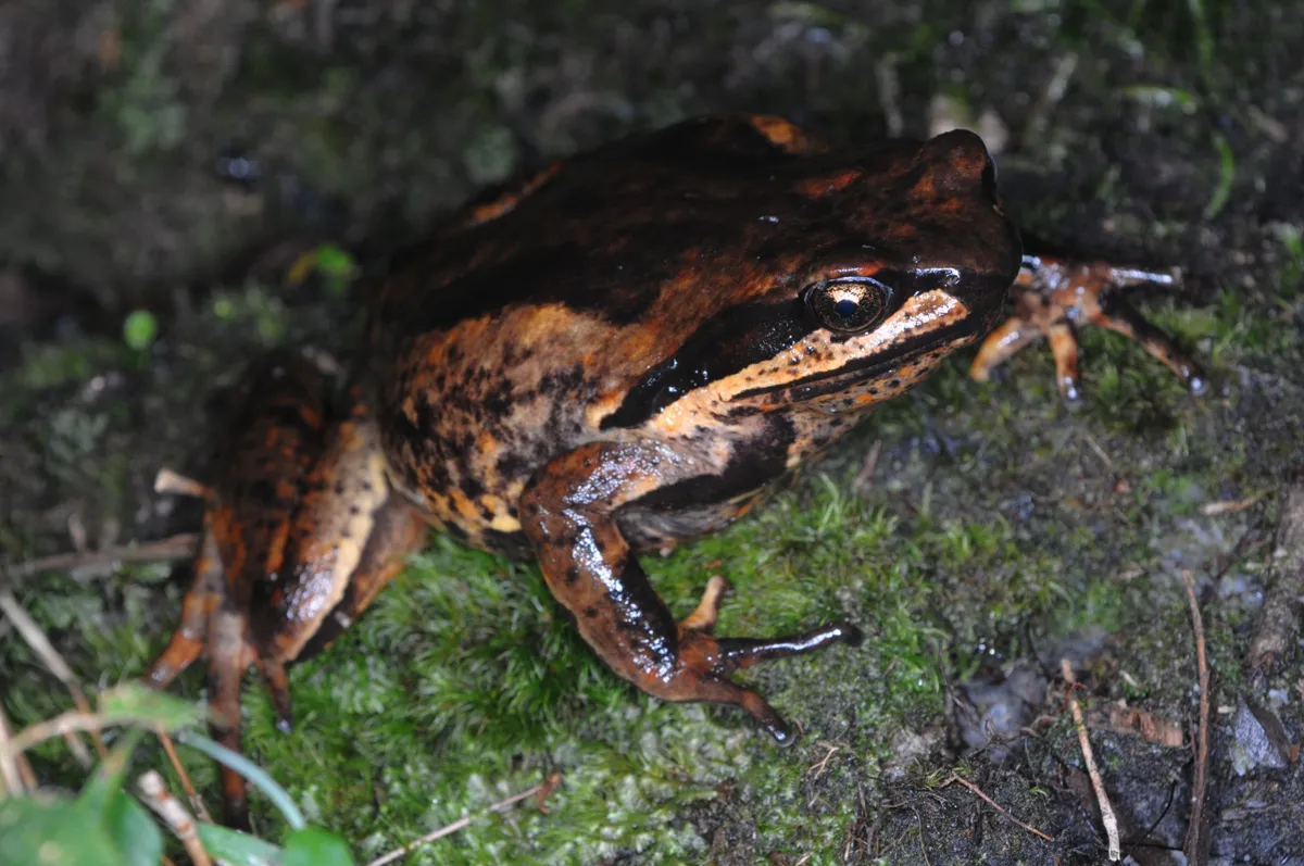 Giant horned frog adult. © Luan Thanh Nguyen