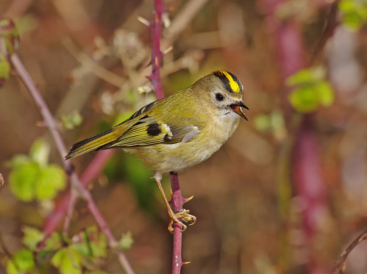 A goldcrest perched on a bramble looking for insects. © Gary Chalker/Getty