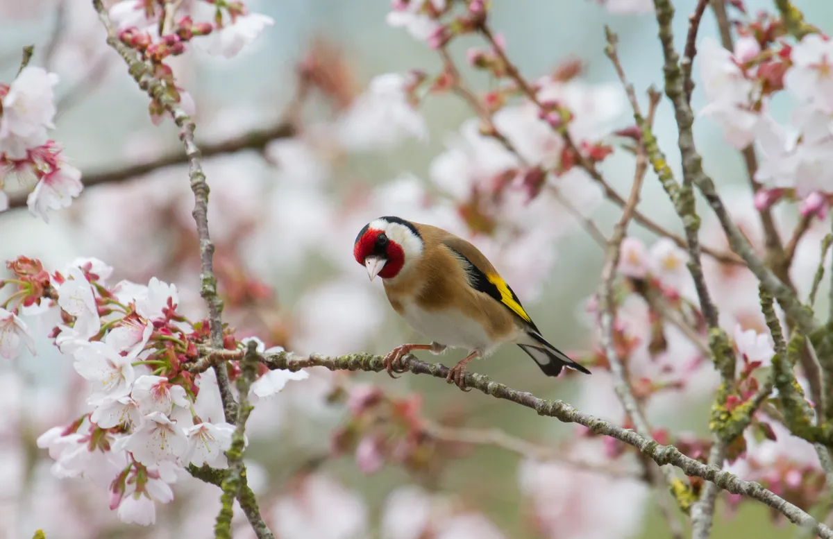 Goldfinch perching on cherry tree branch. © Lauren Tucker/Getty