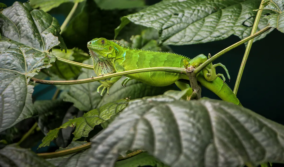 Green iguana in Corcovado National Park, Costa Rica. © Bas Vermolen/Getty