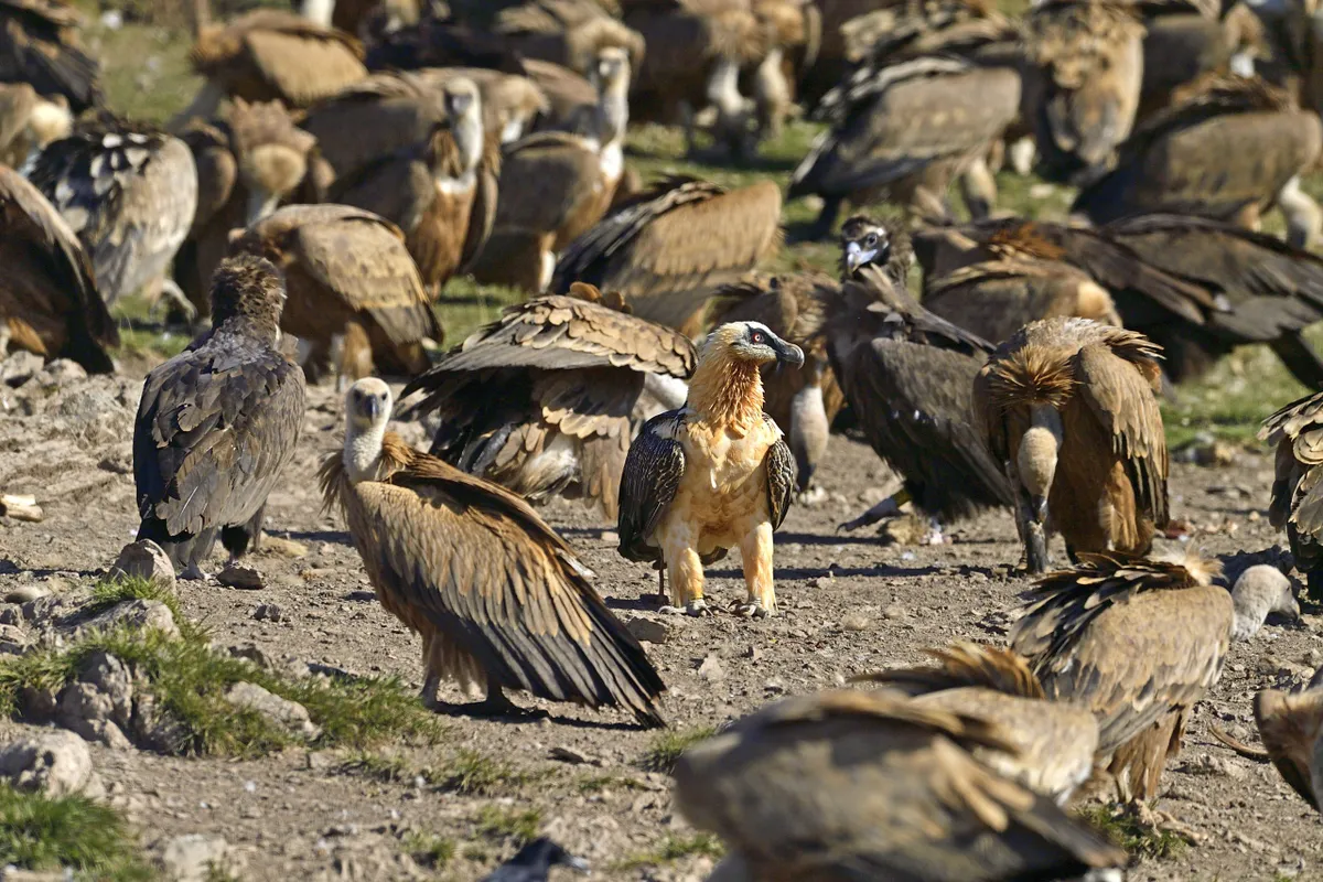 Griffon, bearded, and cinereous vultures. © Hansruedi Weyrich
