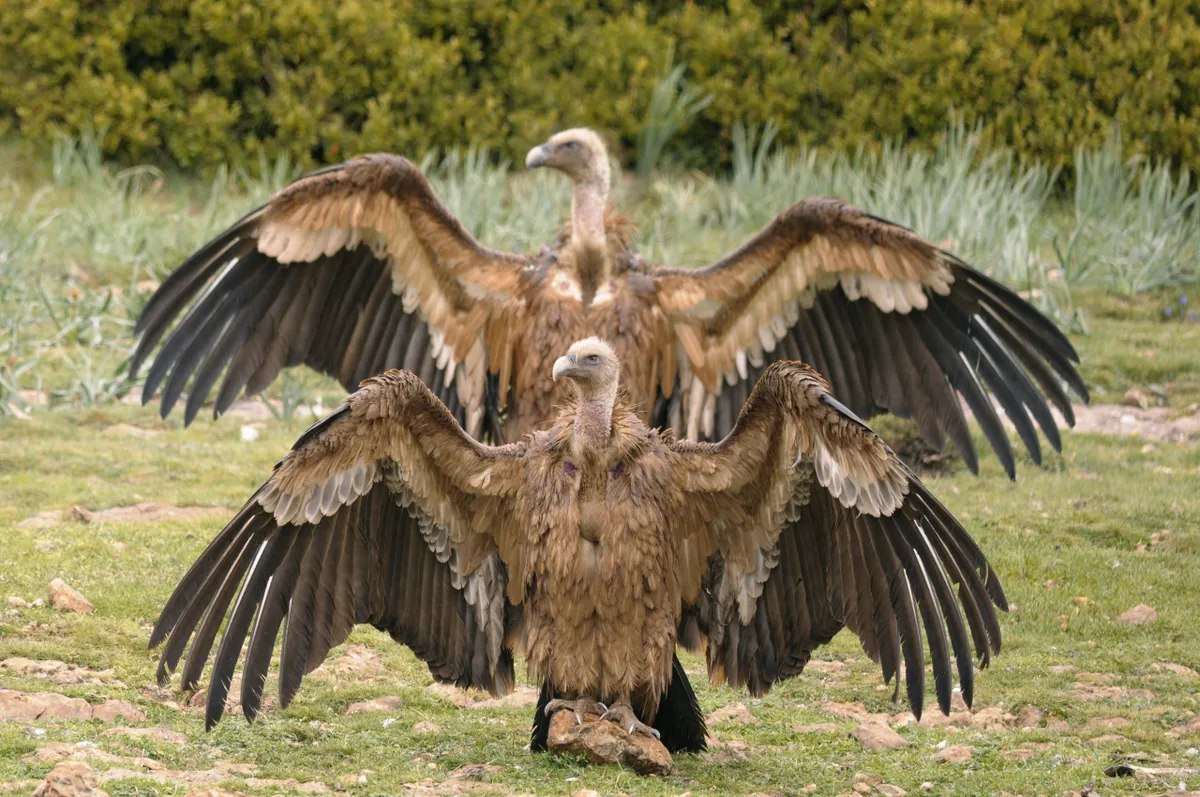 Pair of griffon vultures. © Bruno Berthemy