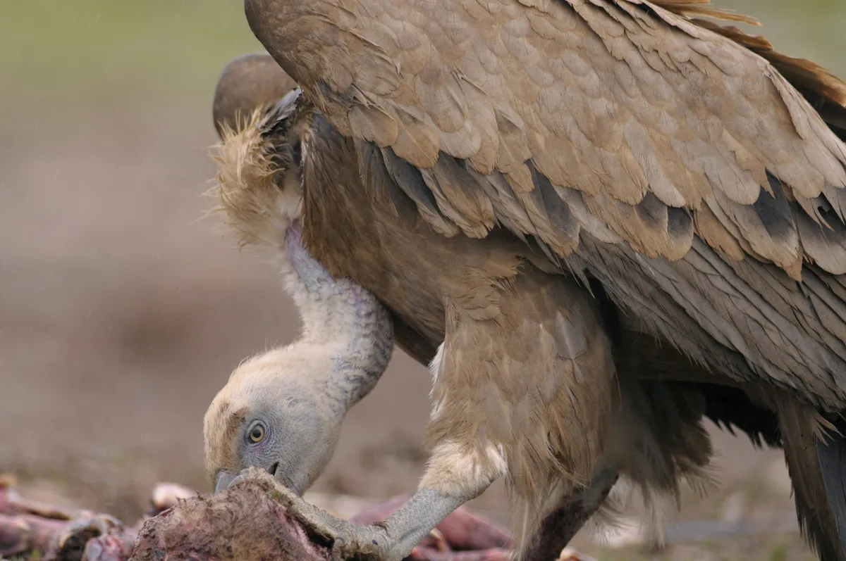 Feeding griffon vulture. © Bruno Berthemy