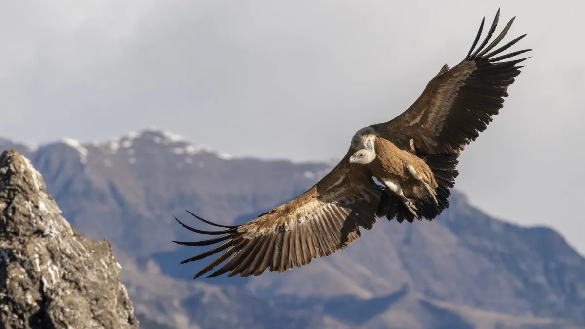 Griffon vulture. © Hansruedi Weyrich