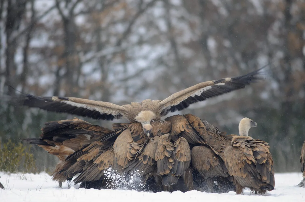 Griffon vultures. © Bruno Berthemy