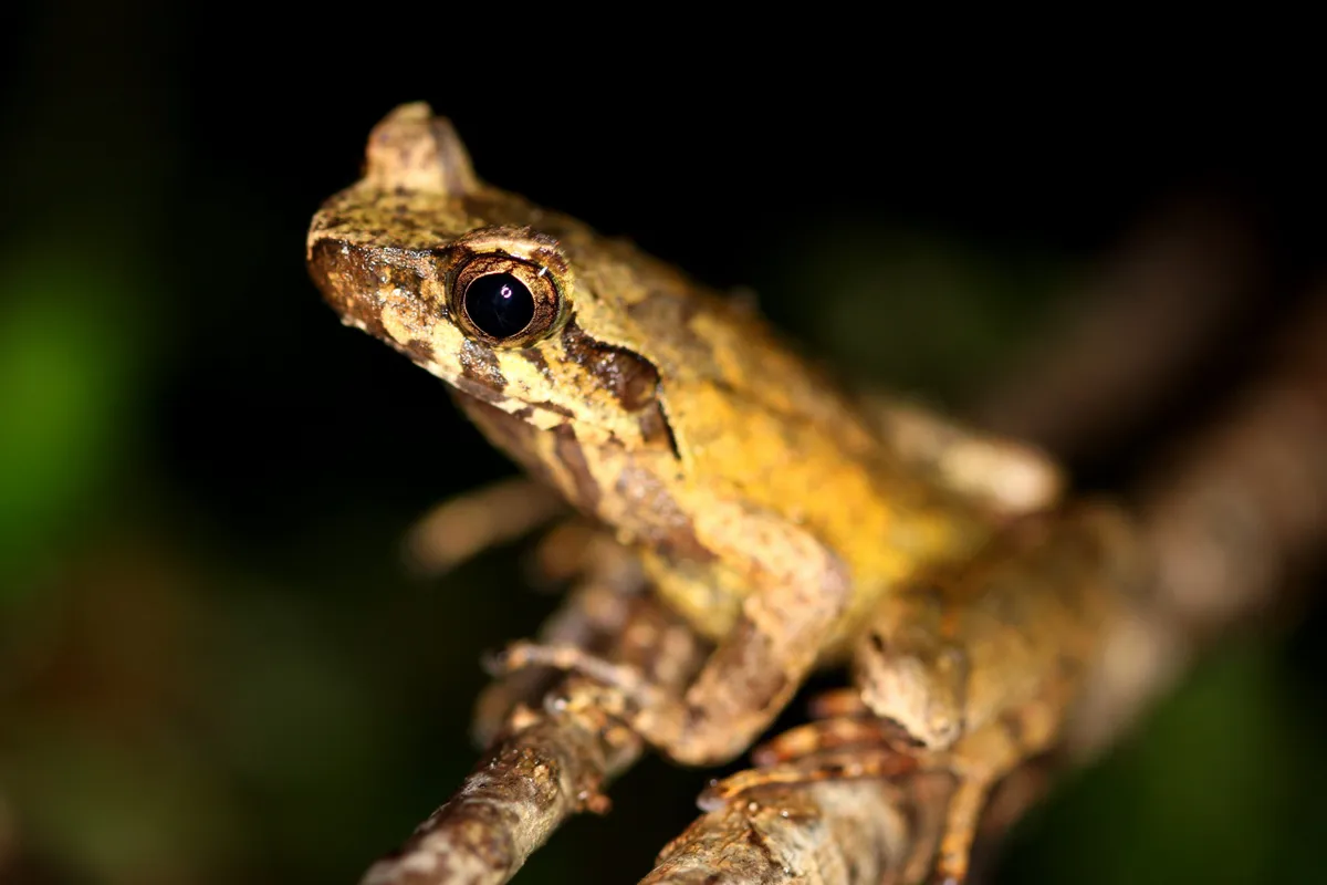 Hoang Lien horned frog adult. © Benjamin Tapley/ZSL