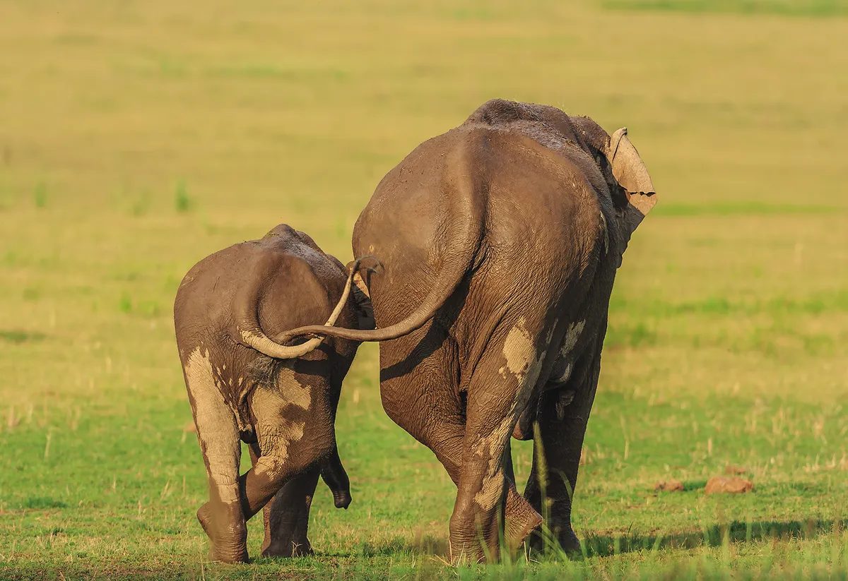 Like mother, like daughter: Asian elephants in Corbett National Park, India. © Jagdeep Rajput