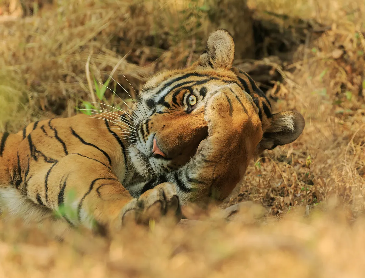 Peekabo: Tiger in Ranthambhore National Park, India. © Jagdeep Rajput