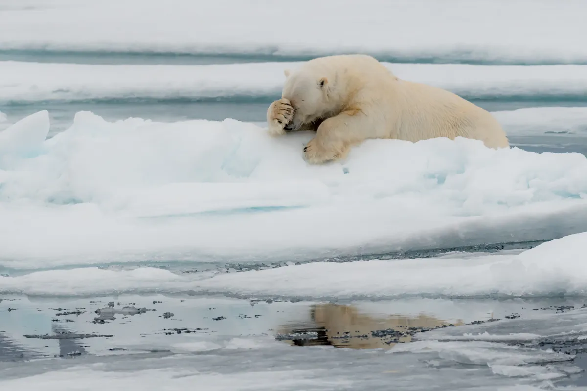 Lamentation! Polar bear on the Svalbard archipelago in Norway. © Poulard Jacques (France)