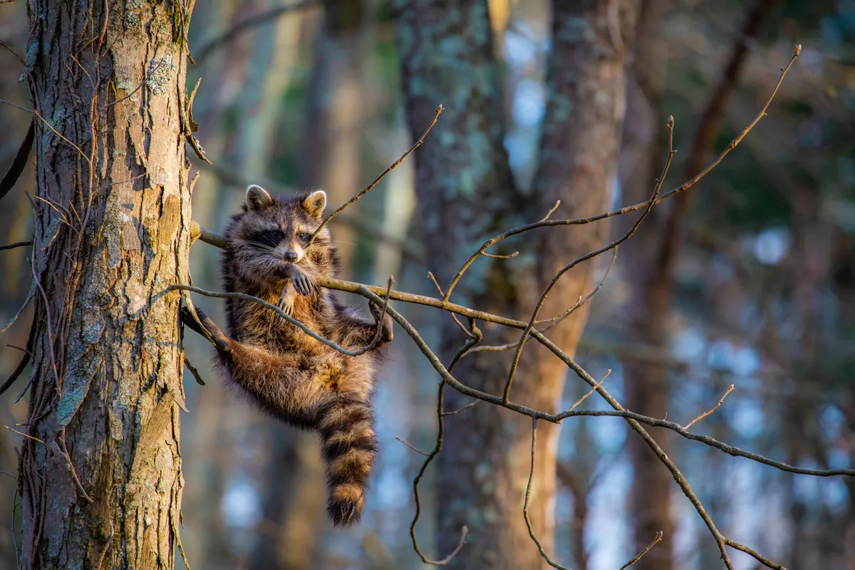 Just chillin': racoon in Ohio, US. © Jill Neff (US)