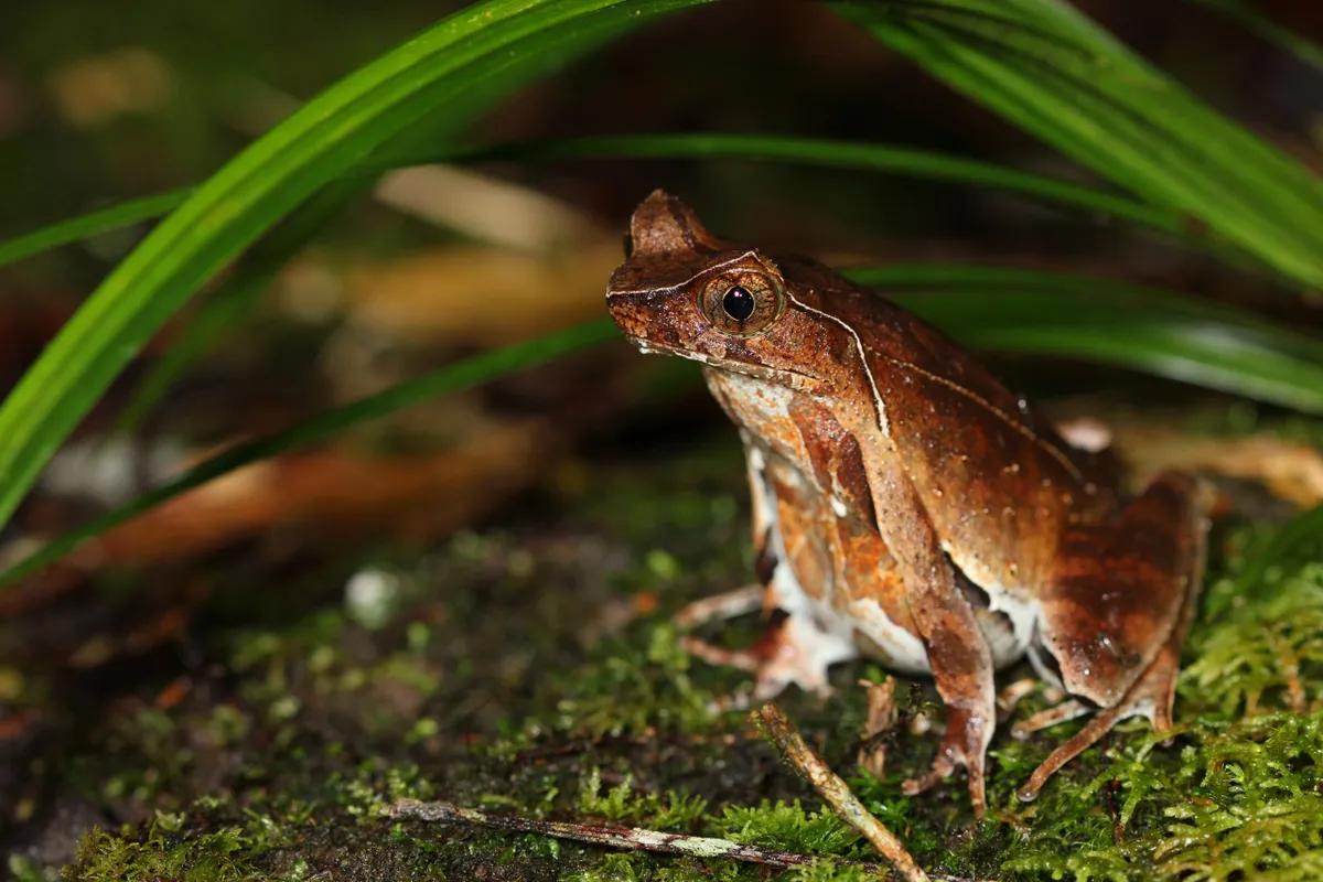 Jingdong horned frog adult. © Benjamin Tapley/ZSL