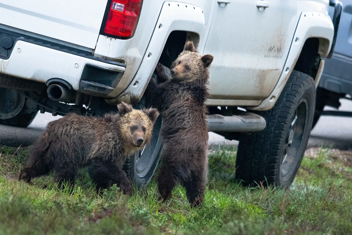 I think this tires gonna be flat: Grizzly bears in Grand Teton National Park. © Kay Kotzian (US)