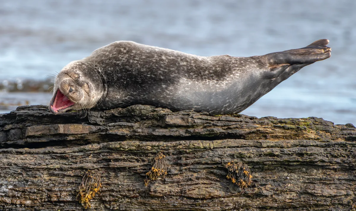 Having a laugh: Common seal in Caithness, Scotland. © Ken Crossan (UK)