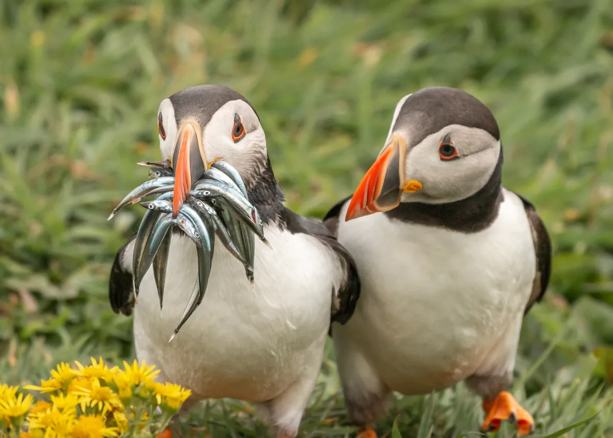 Seriously, would you share some: Atlantic puffins in Scotland (UK). © Krisztina Scheeff (US)