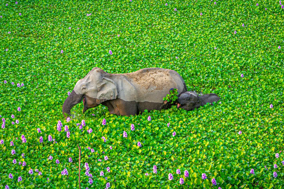 Wait up mommy, look what I got for you: Asian elephants in Kaziranga, India. © Kunal Gupta (Malaysia)