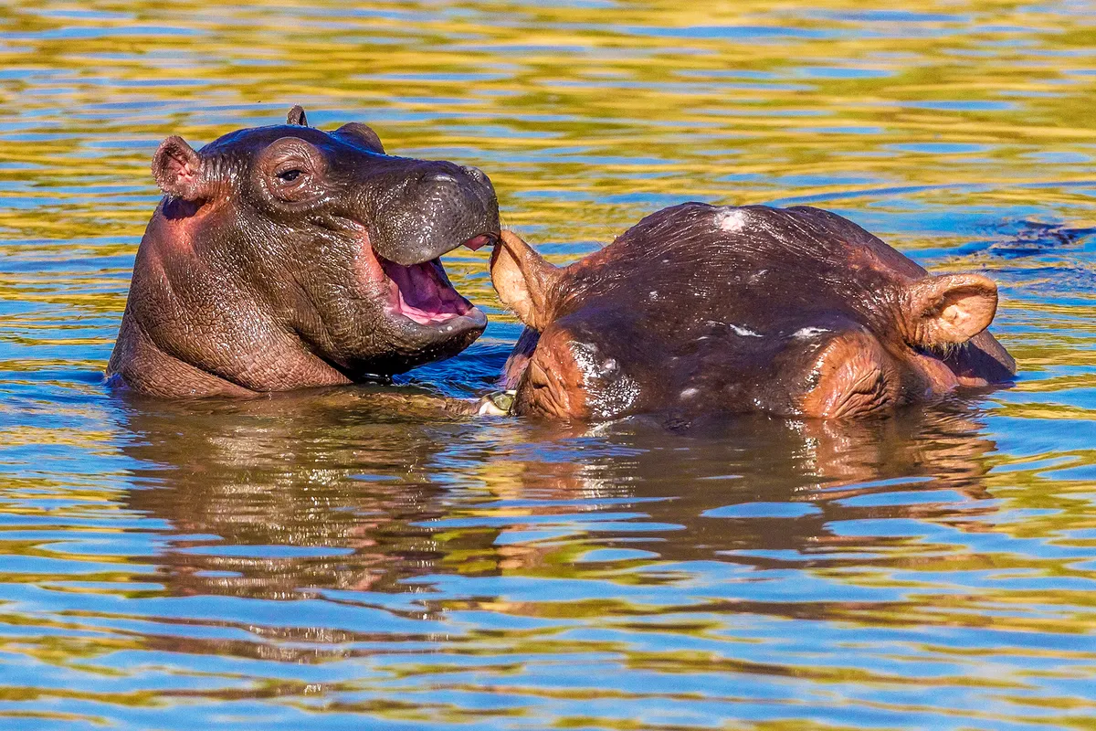 Laughing hippo in the Masai Mara National Reserve, Kenya. © Manoj Shah