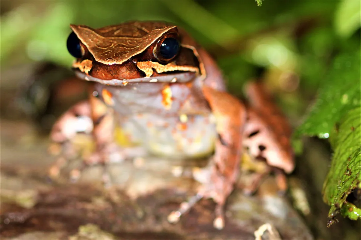 Maoson horned frog adult. © Benjamin Tapley/ZSL