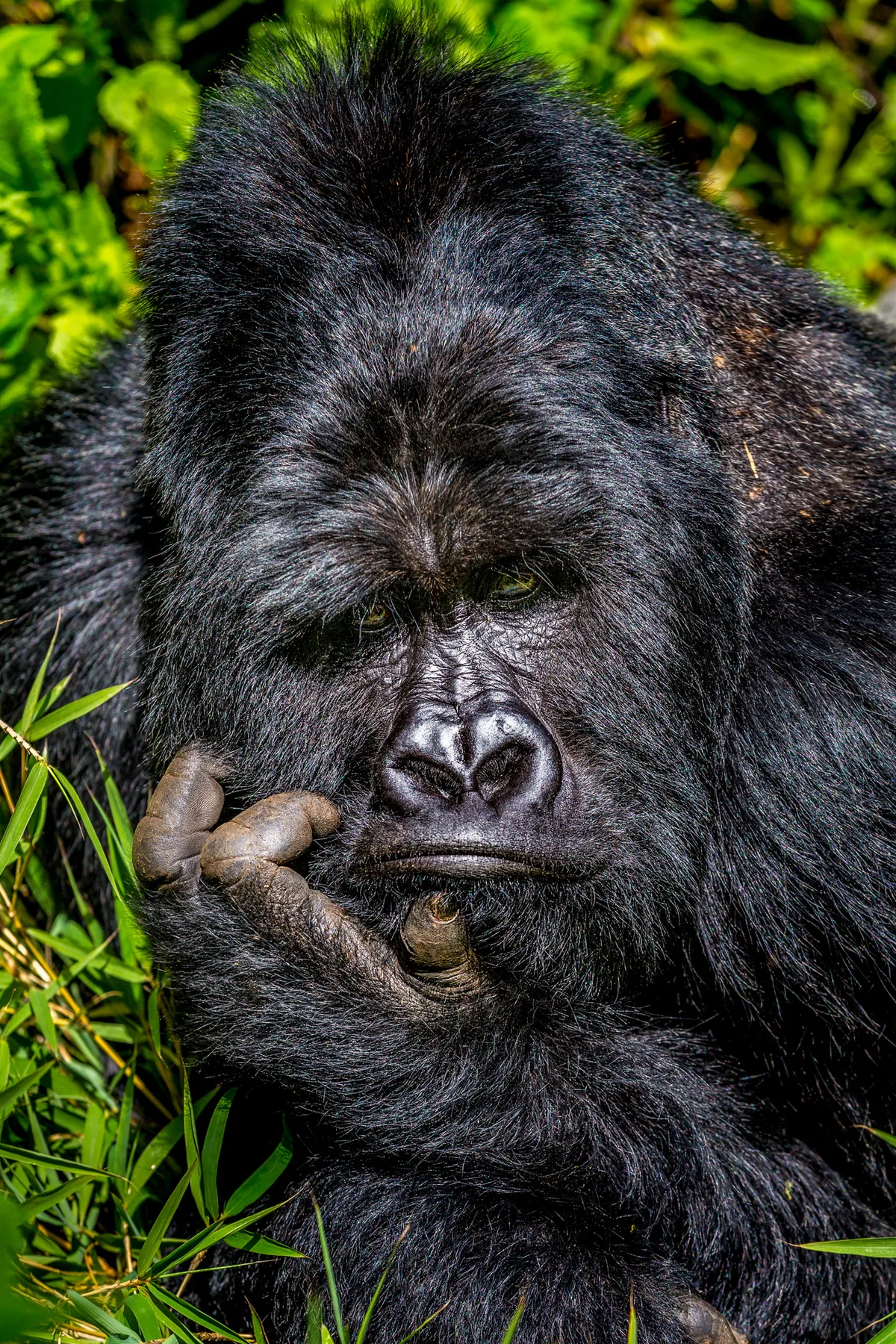 Boredom: mountain gorilla in Mgahinga Gorilla National Park, Uganda. © Marcus Westberg (Sweden)