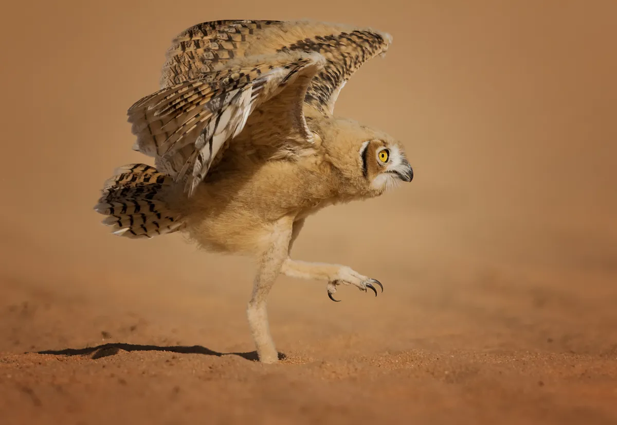 How can I fly? Eagle owl chick, in Sakaka Al-Jouf, Saudi Arabia © Nader Al-Shammari (Saudi Arabia)