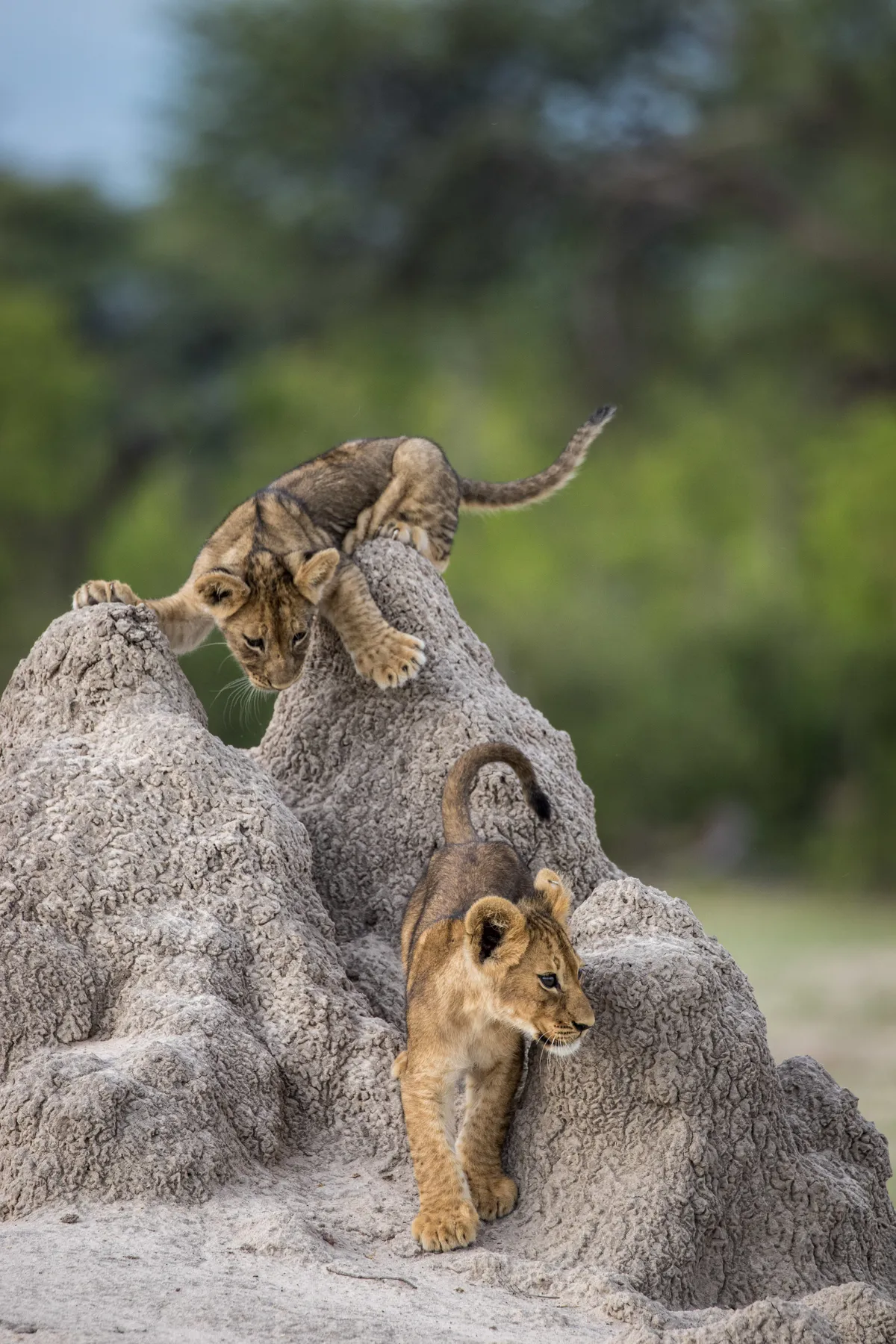 I've got your this time: African lion cubs in Hawange National Park, Zimbabwe. © Olin Rogers (US)