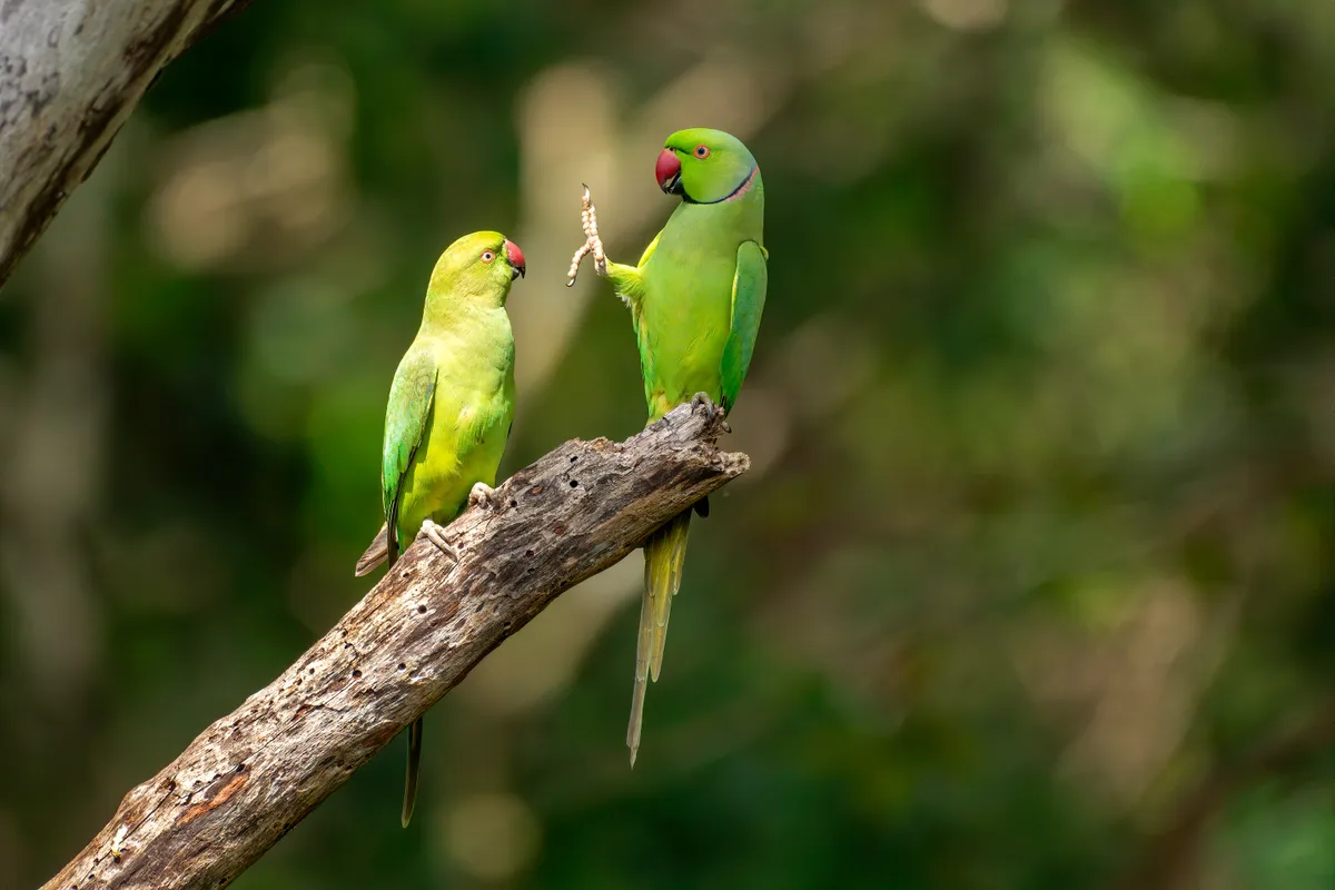 Social distance please: rose ringed parakeets in Kaudulla National Park, Sri Lanka. © Petr Sochman (Belgium)