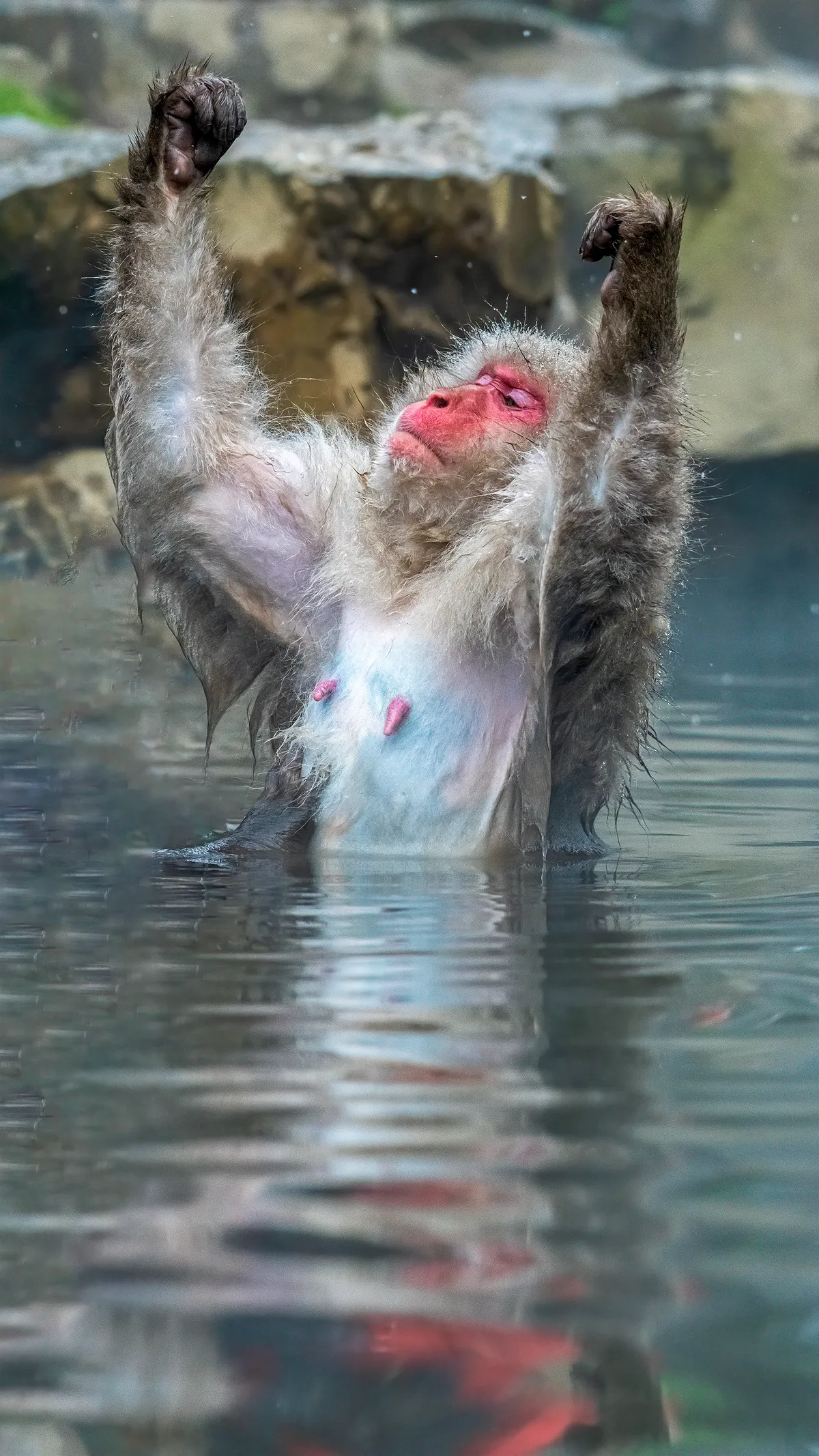 I am champion: Japanese macaque (also known as snow monkey) in Jigokudani Monkey Park, Japan. © Ramesh Letchmanan (Singapore)