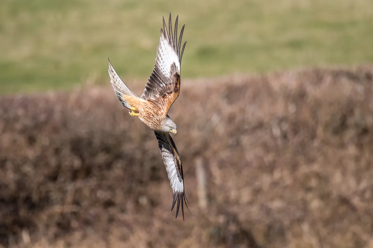 Red kite flying in mid Wales. © Steve Littlewood/Getty
