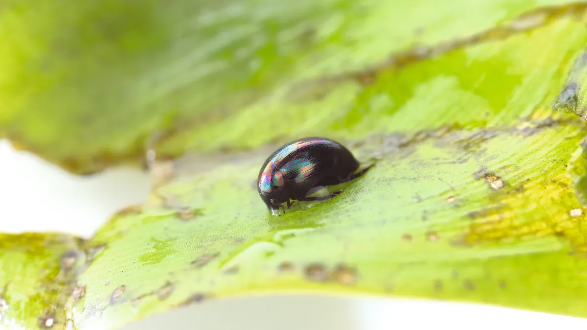 Regimbartia attenuata beetle. © Shinji Sugiura
