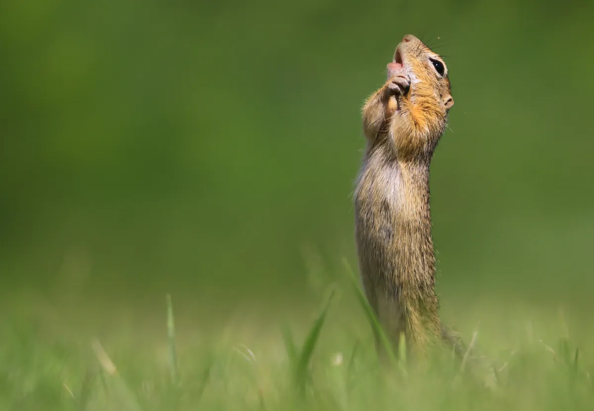 O sole mio: A ground squirrel in Hungary. © Roland Kranitz (Hungary)