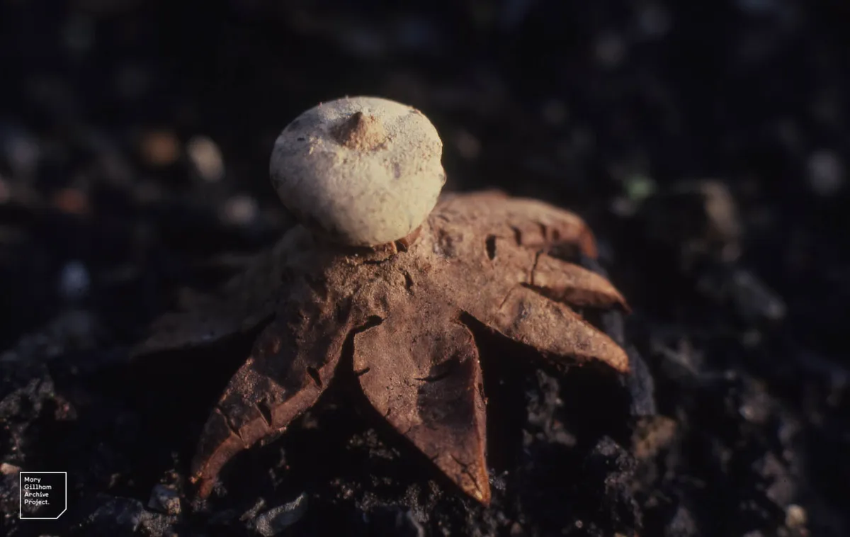 Rosy earthstar. © Dr Mary Gillham Archive Project (via Flickr under CC BY 2.0)