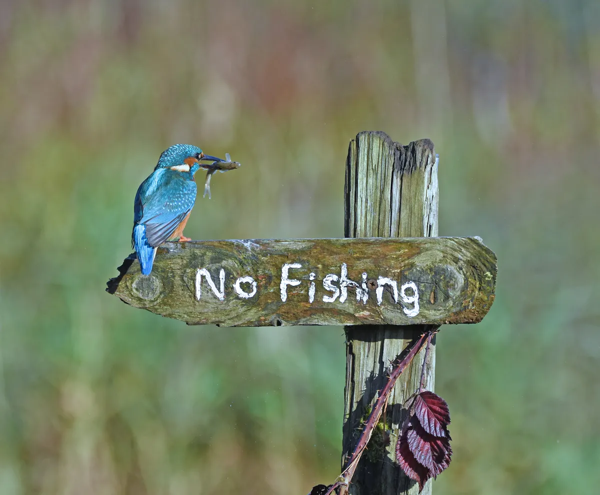 It's a mockingbird: Eurasian kingfisher in Scotland, UK. © Sally Lloyd-Jones (UK)