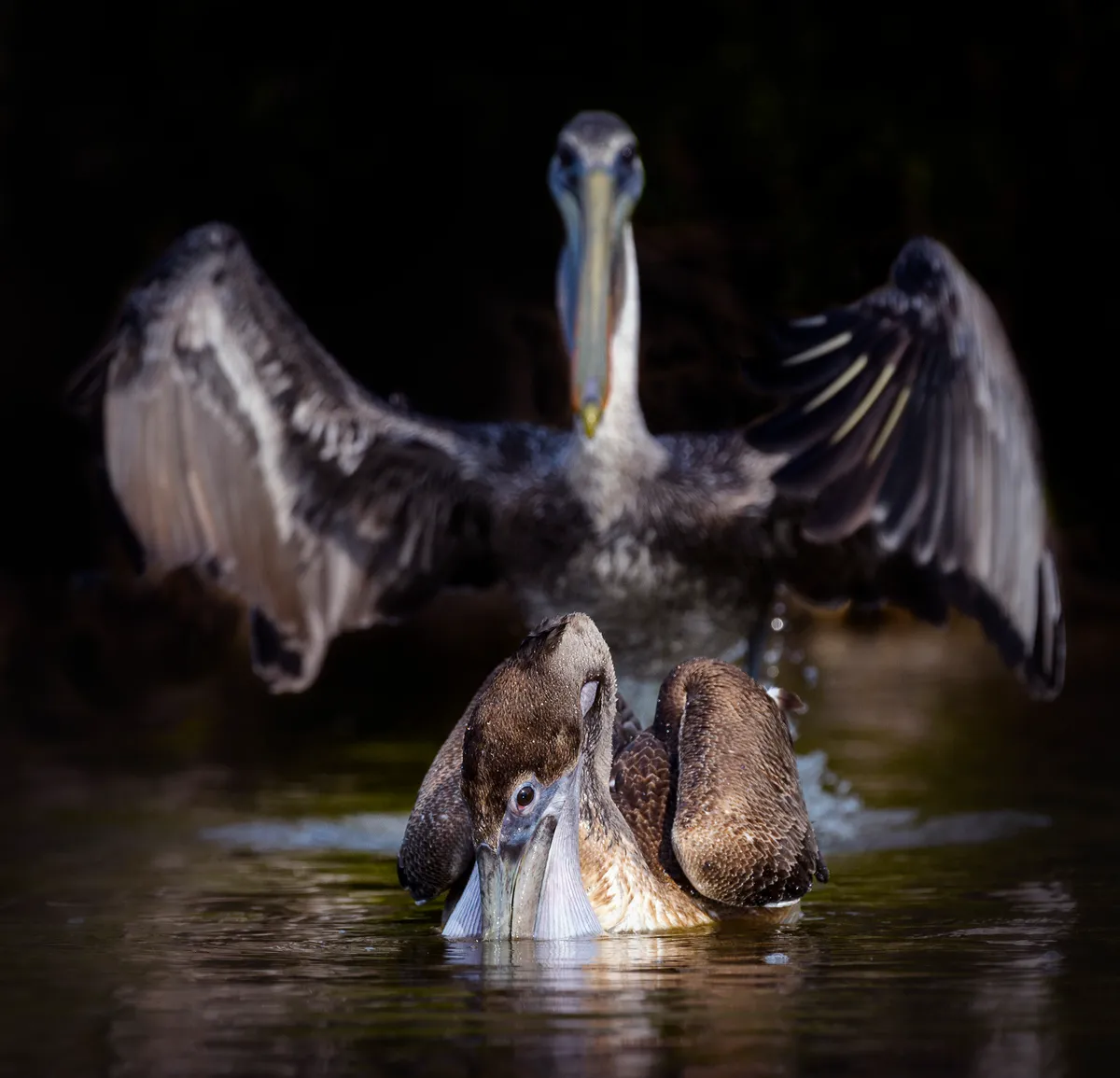 Abracadabra! Brown pelican in Florida, US. © Vicki Jauron (US)