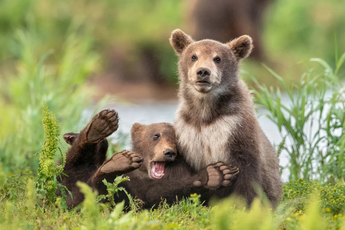 We all have that friend: brown bears in Russia. © Yarin Klein