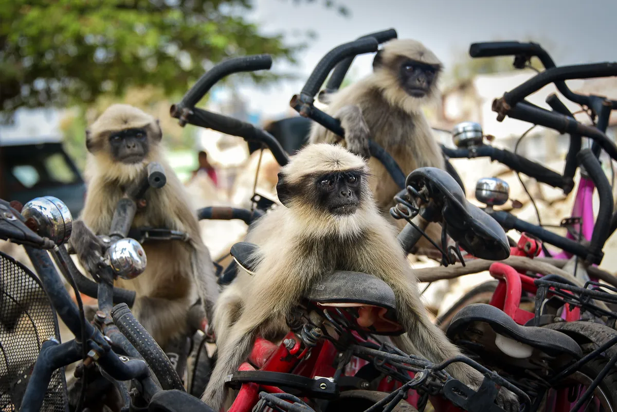 The race: langurs in India. © Yevhen Samuchenko (Ukraine)
