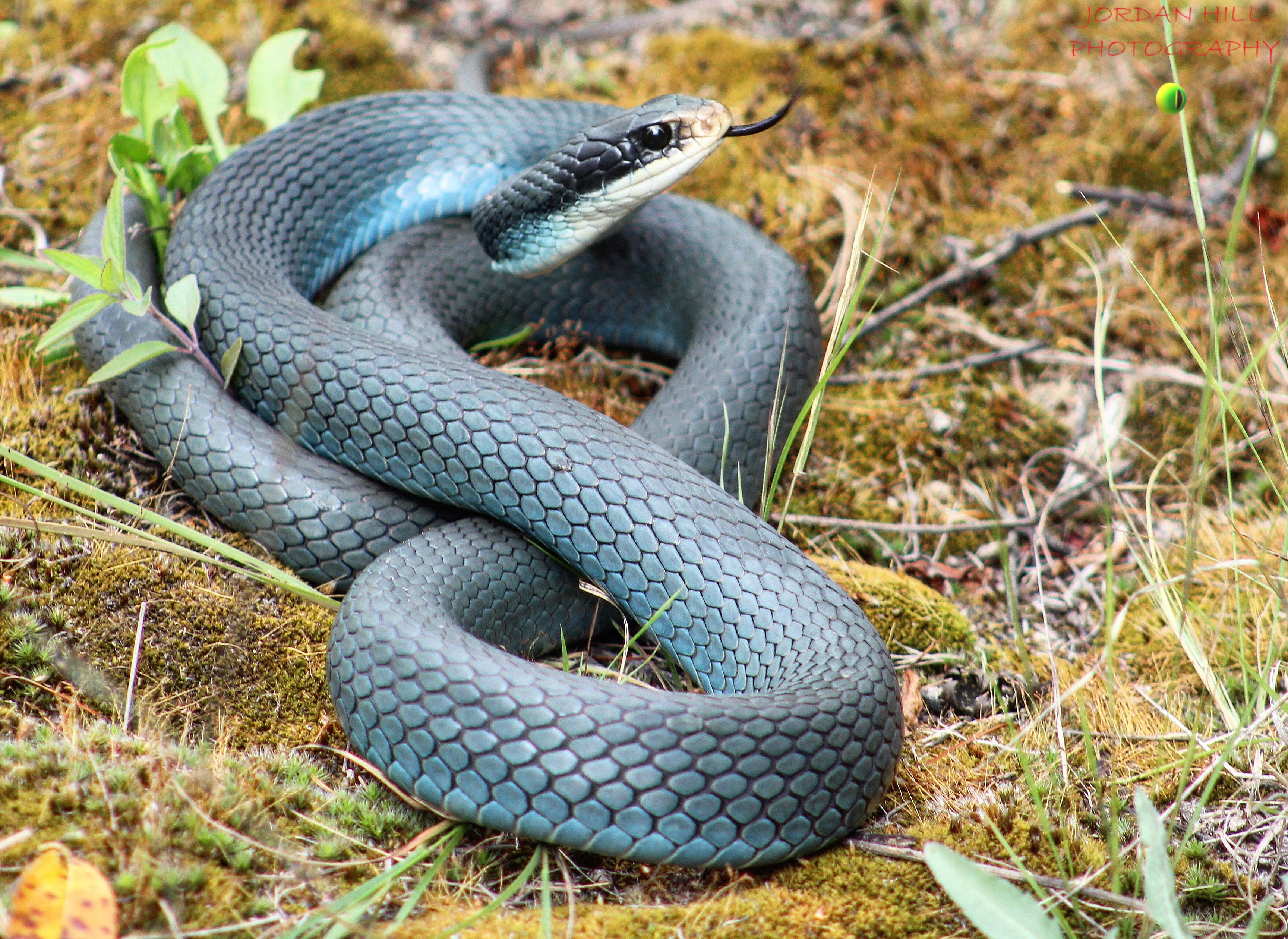 Blue racer snake guide: how to identify, are they venomous, and