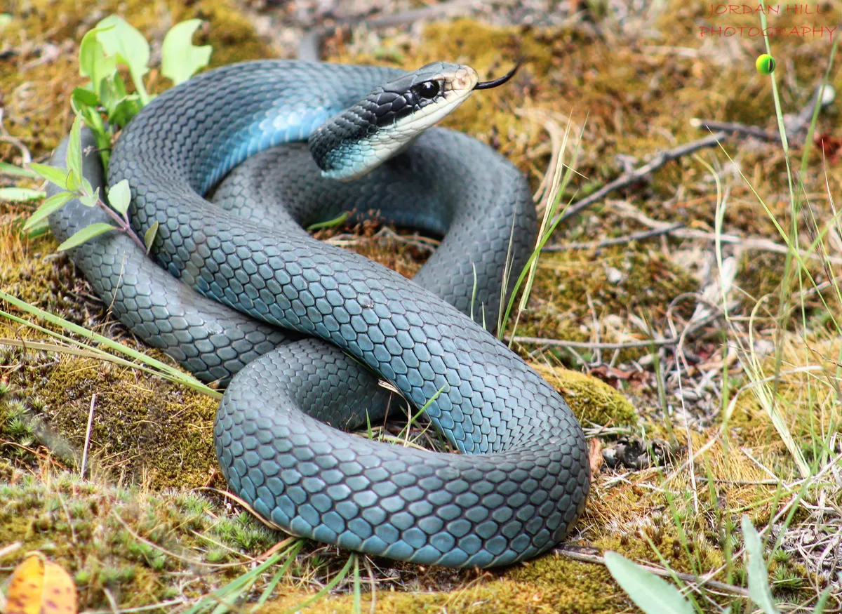 An almost two metre adult blue racer in Huron-Manistee National Forest. © Jordan Hill