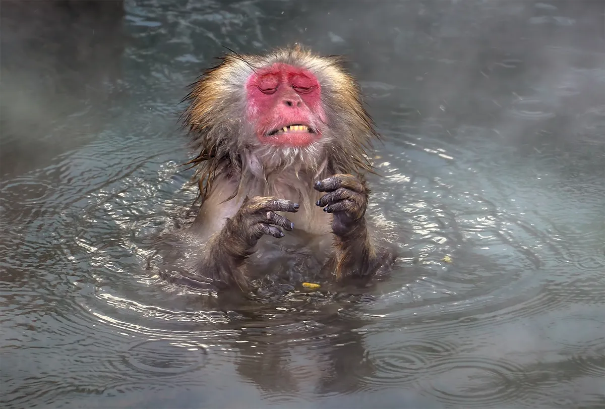 So hot: Japanese macaques (also known as snow monkeys) in Japan. © Wei Ping Peng (Australia)