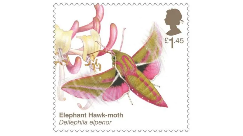 Elephant hawk-moth stamp. © Royal Mail