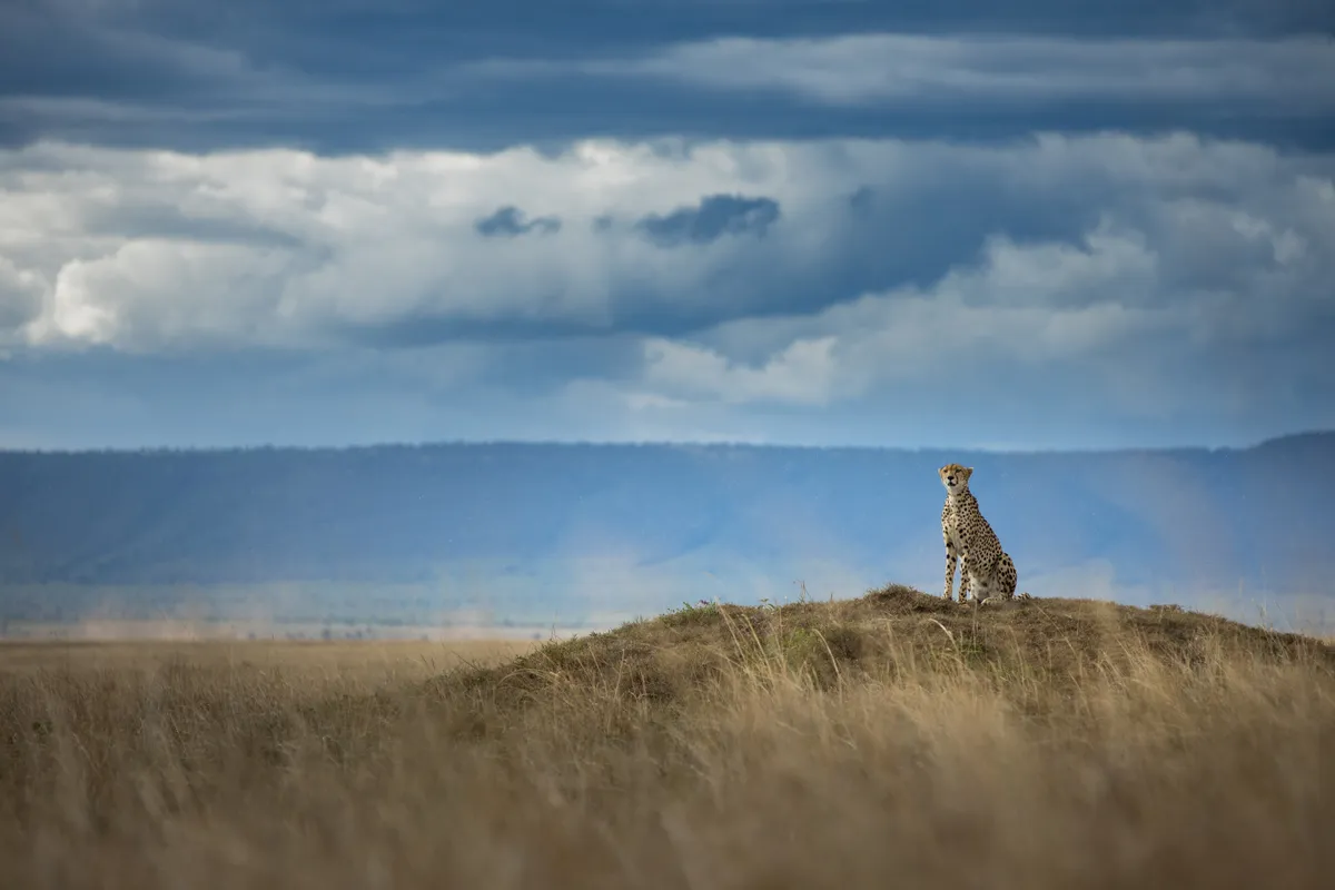 A cheetah surveys the land in the Mara Triangle in Kenya. © Adam Bannister/Remembering Cheetahs