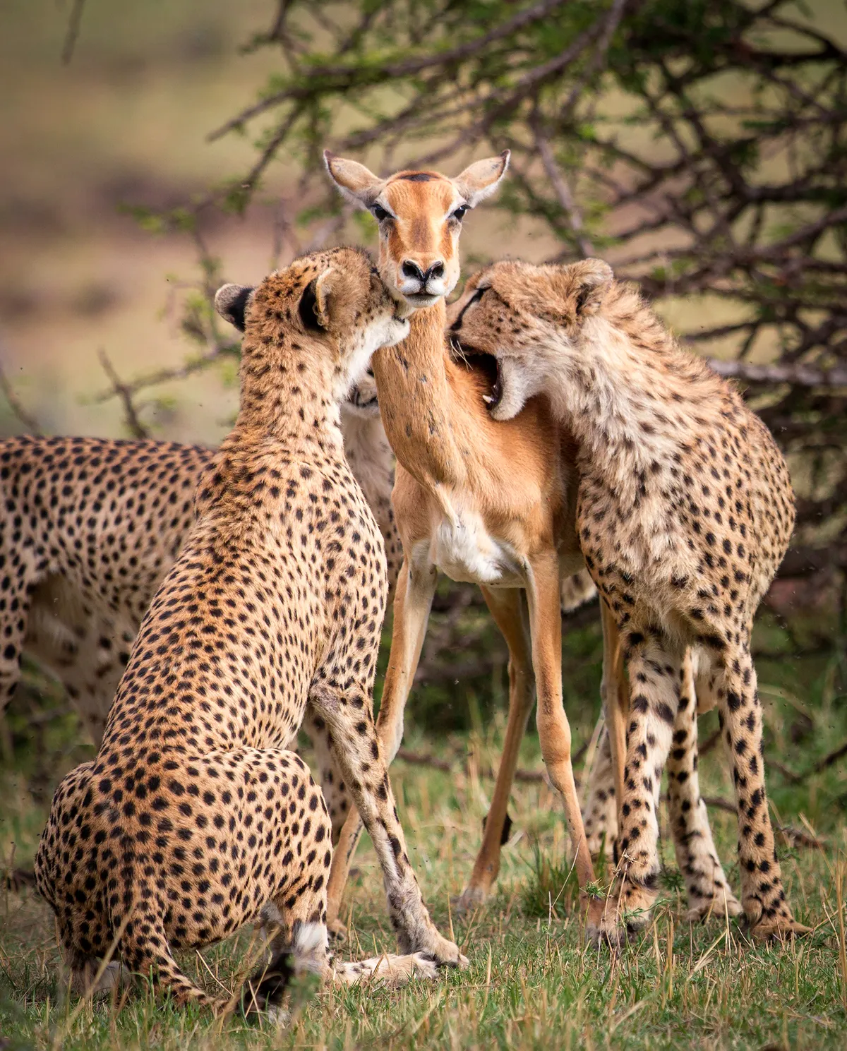 Narasha (mother cheetah) holds an impala by its throat, so that her youngsters could practice their killing skills, in the Masai Mara, Kenya. © Alison Buttigeig/Remembering Cheetahs