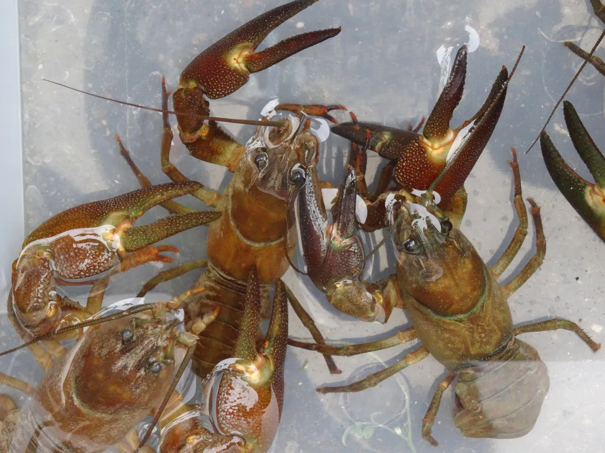 American crayfish in cooking pot/Credit: Getty Images