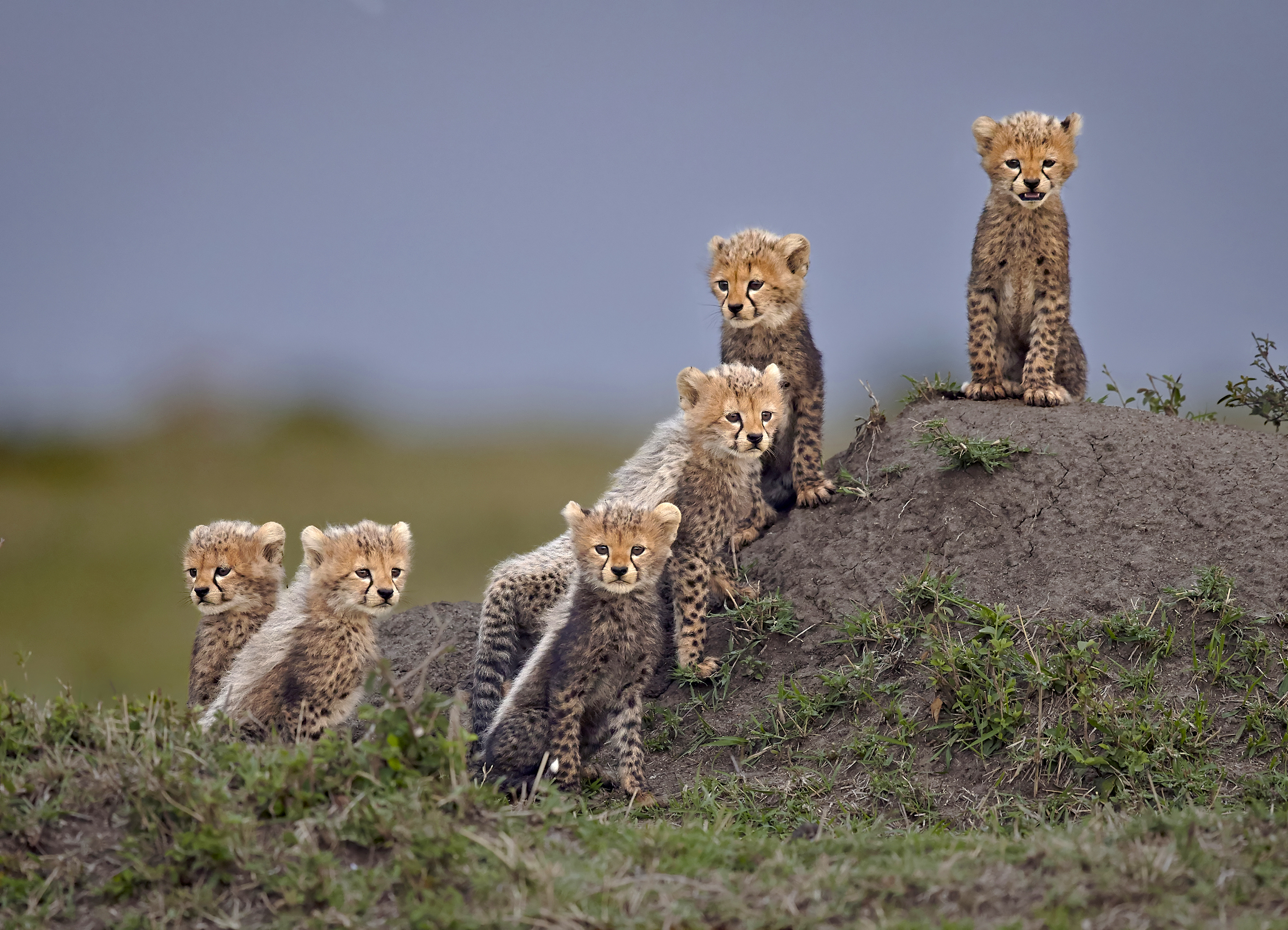 Remembering Cheetahs: beautiful photographs of the world's fastest mammal