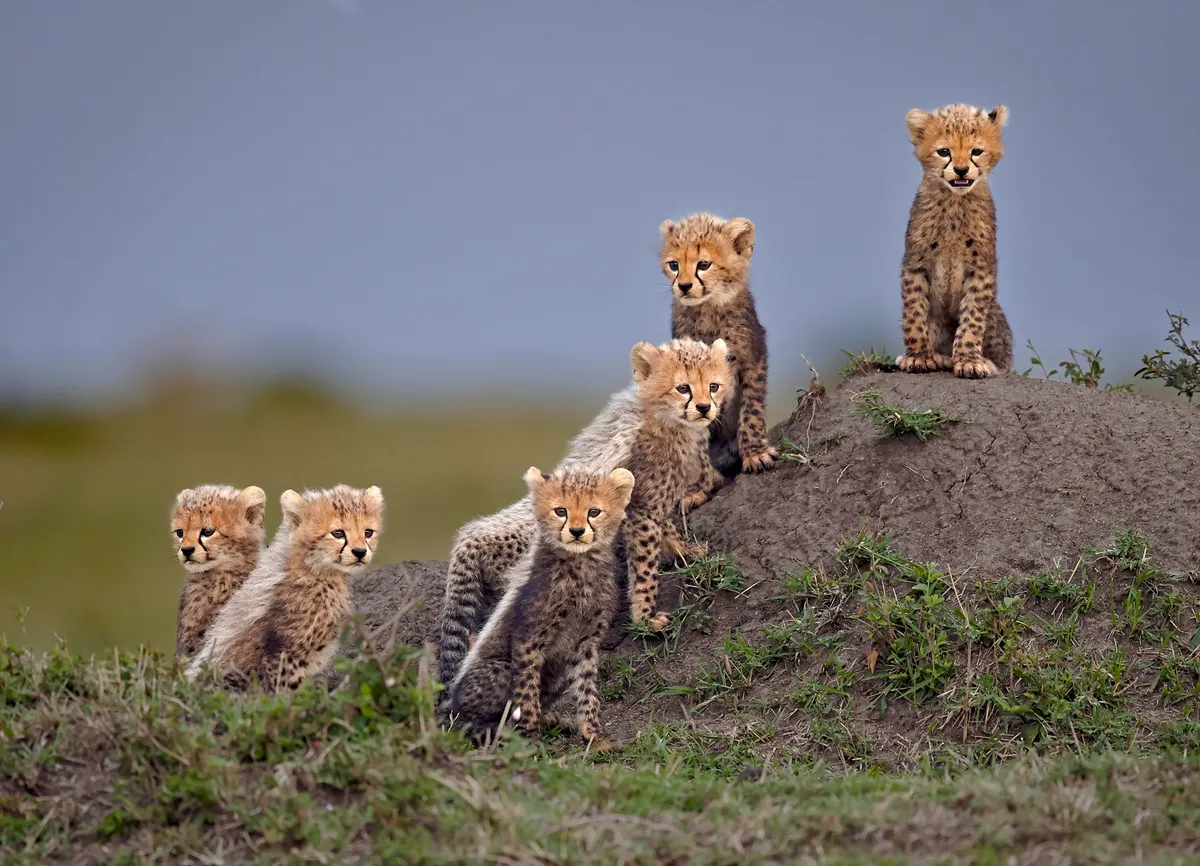 Cheetah cubs in the Maasai Mara, Kenya. © Andy Howe/Remembering Cheetahs
