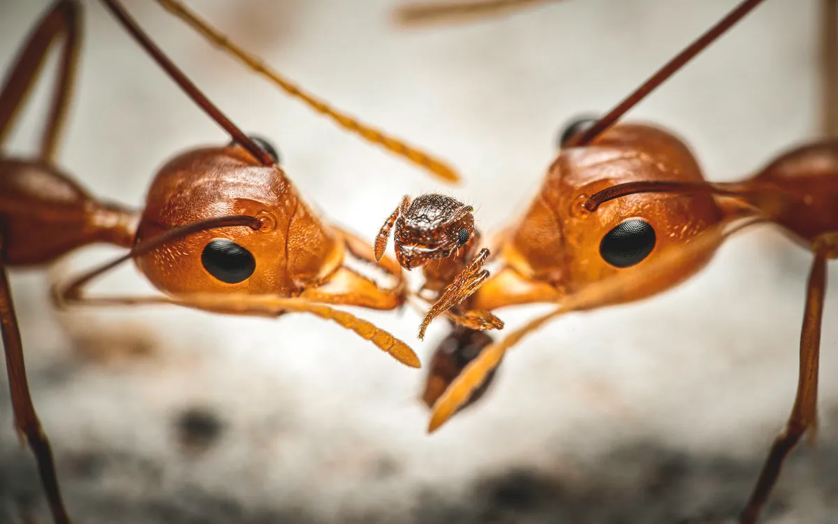 Weaver ants, with a smaller ant. © Reynante Martinez