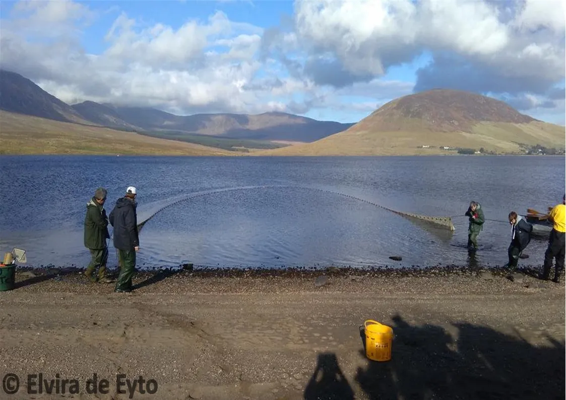 Atlantic salmon being draft netted so they can be sampled (tissues for genetics, eggs and milt, etc.) © Elvira de Eyto