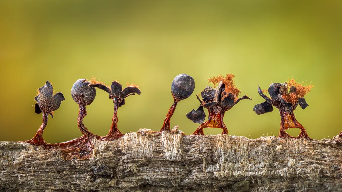 Slime Moulds on Parade. © Barry Webb/Close-up Photographer of the Year