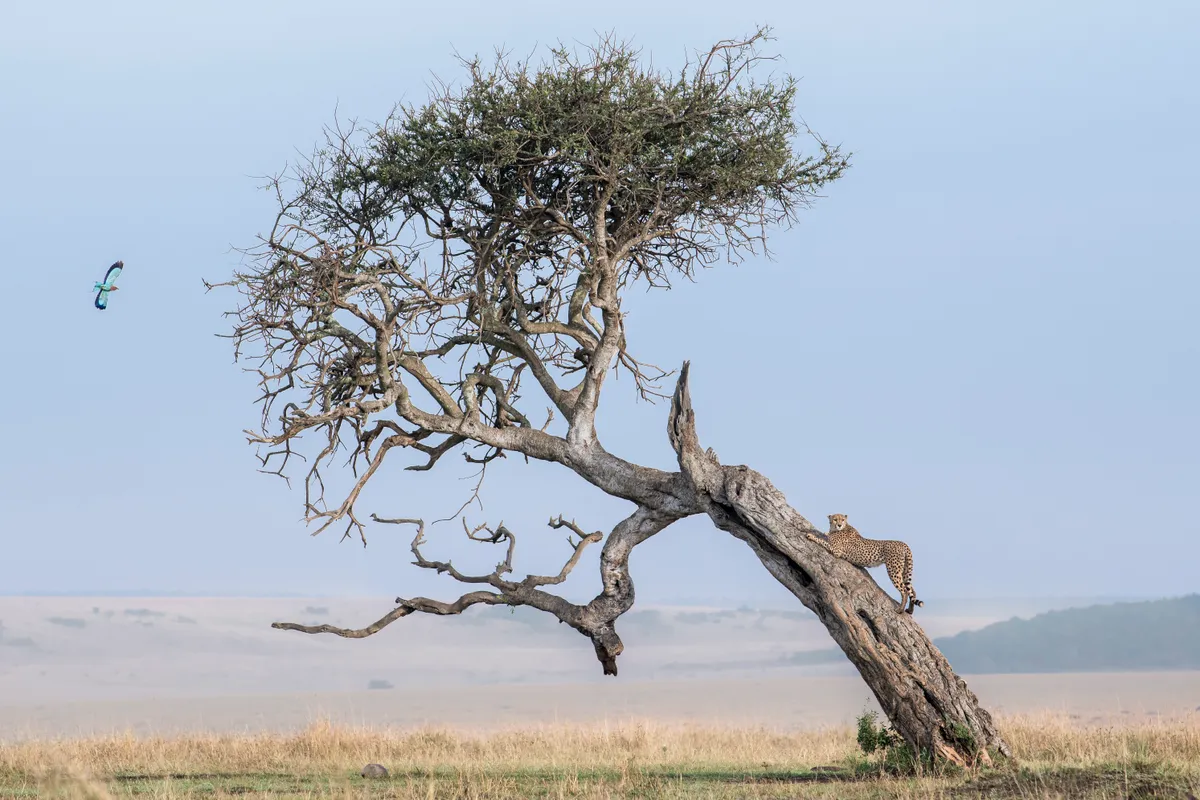 A cheetah uses a tree trunk as a viewpoint, disturbing a lilac-breasted roller from its perch Image taken in the Maasai Mara in Kenya. © Ben Cranke/Remembering Cheetahs